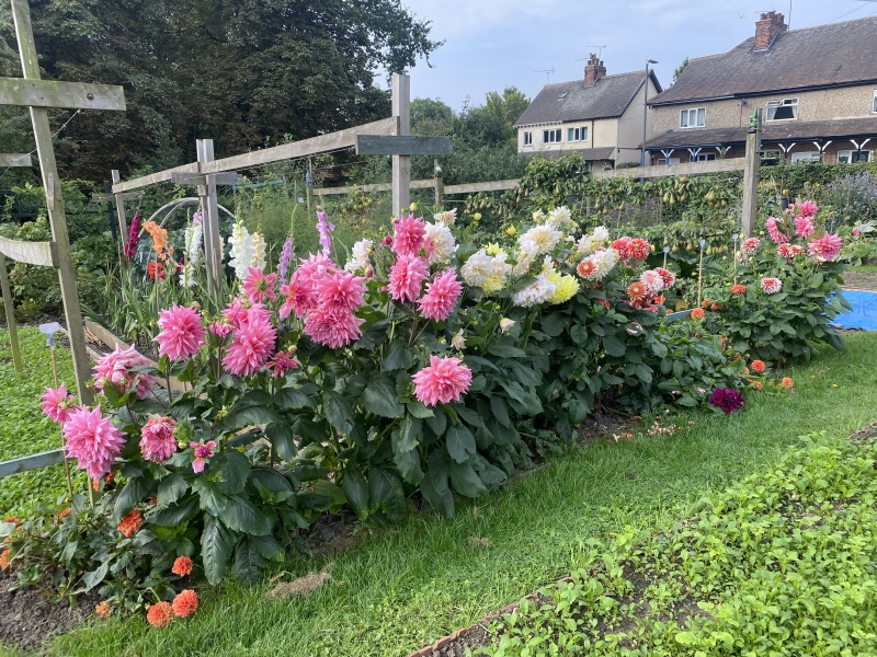 Anne Turner Memorial Allotments